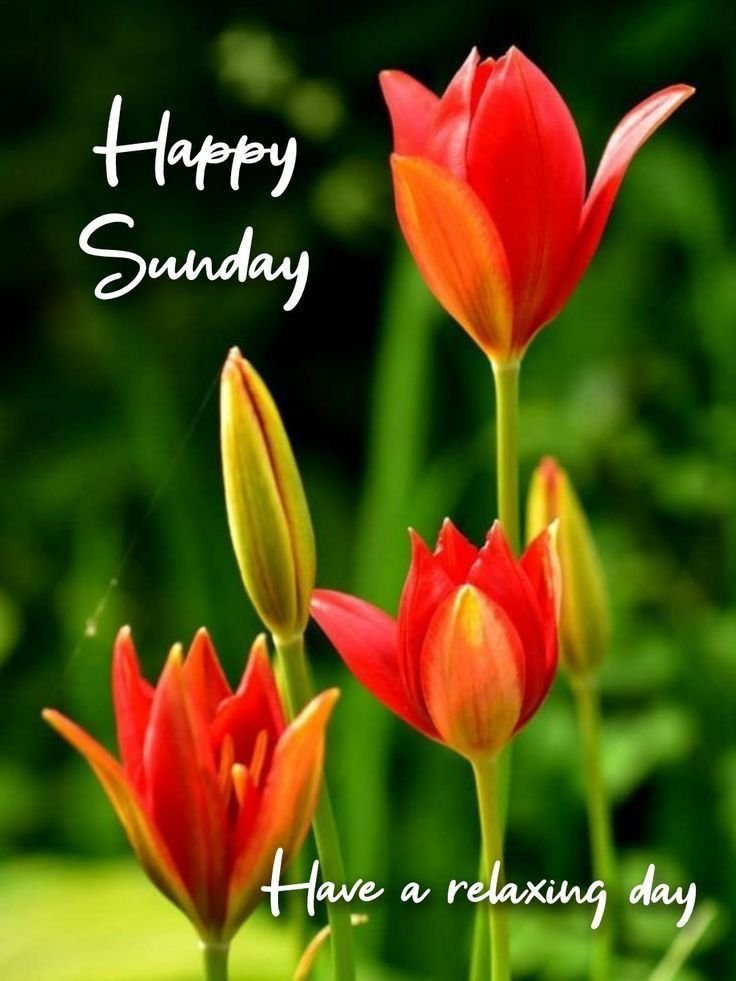 Good Morning Sunday Images