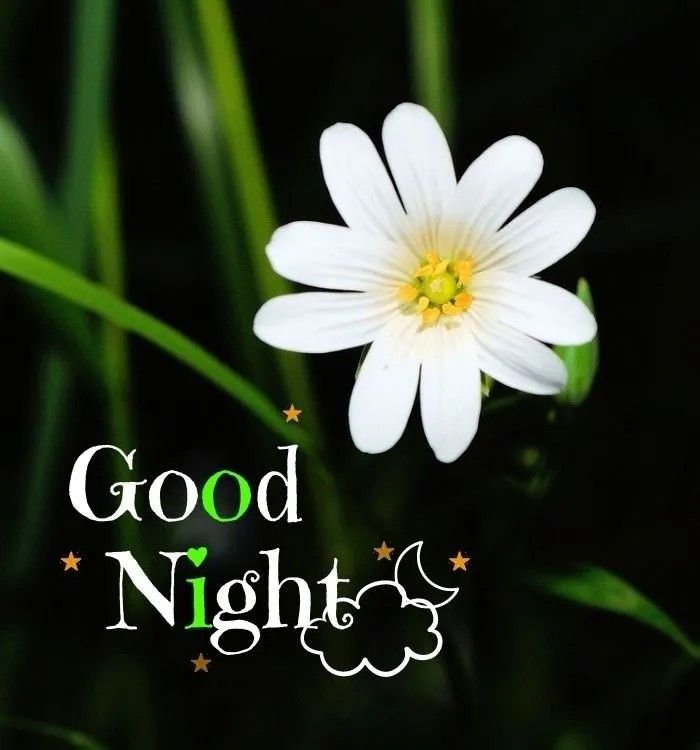 Good Night Photos