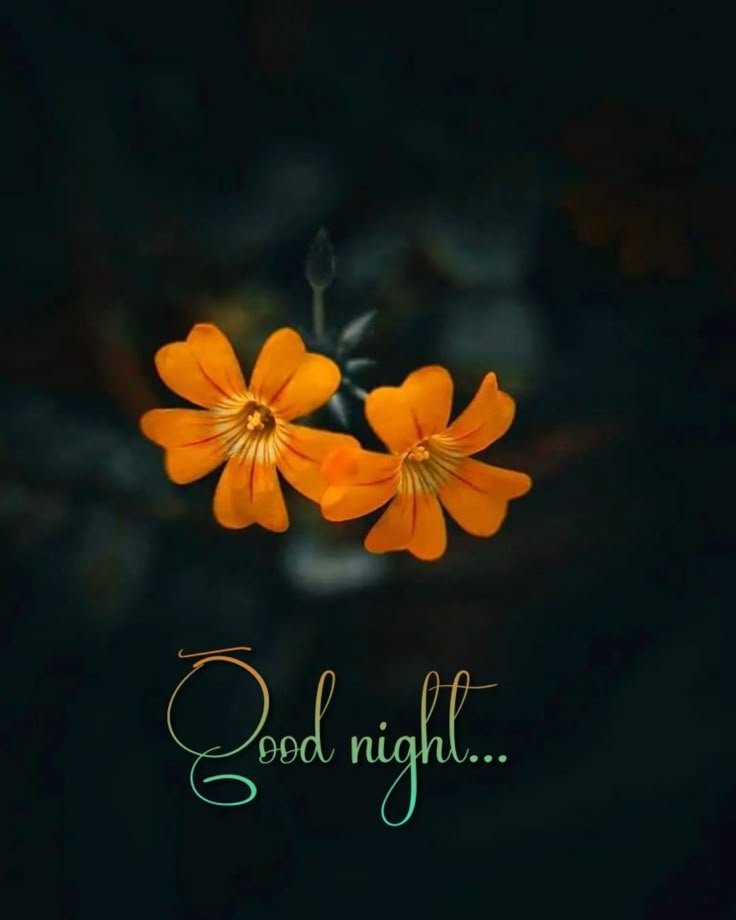 Good Night sweet Dreams Images